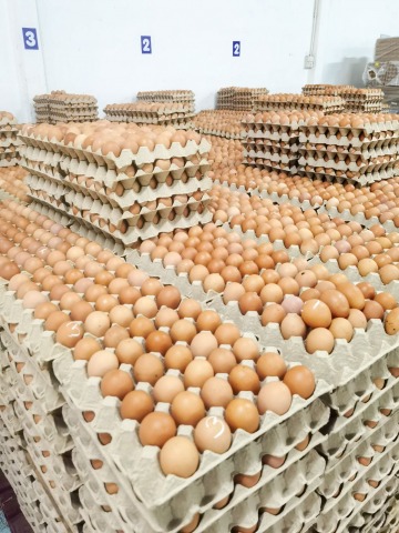 ขายปลีก - ขายส่งไข่ไก่